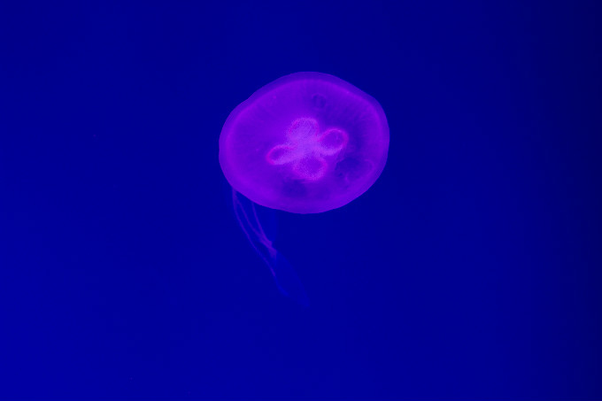 夏令營(yíng)第二季,新華學(xué)子一起遨游海洋王國(guó)